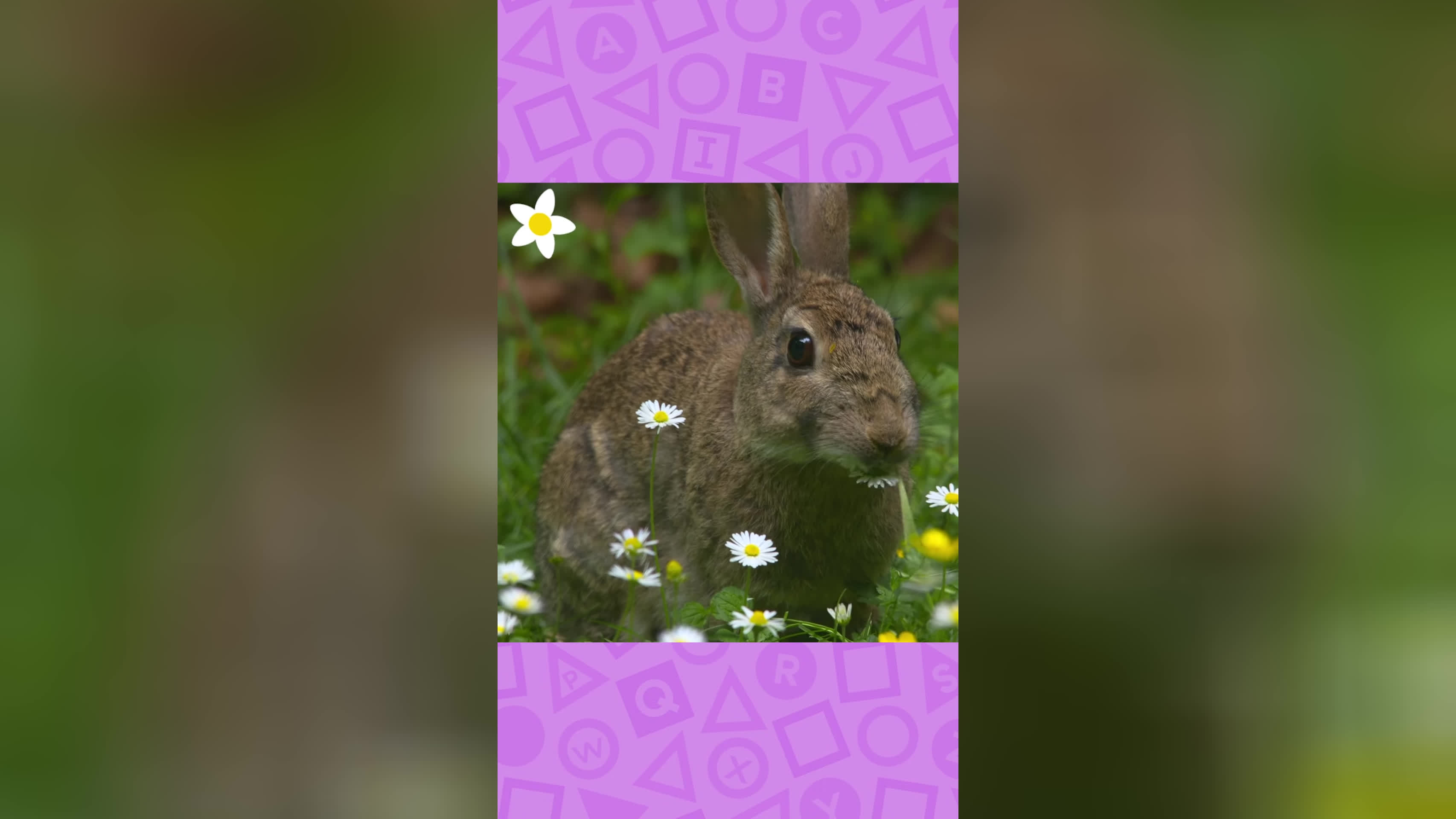 پوستر 🐇 حرف R برای خرگوش است! 🐇 بیبی اینشتین شورت