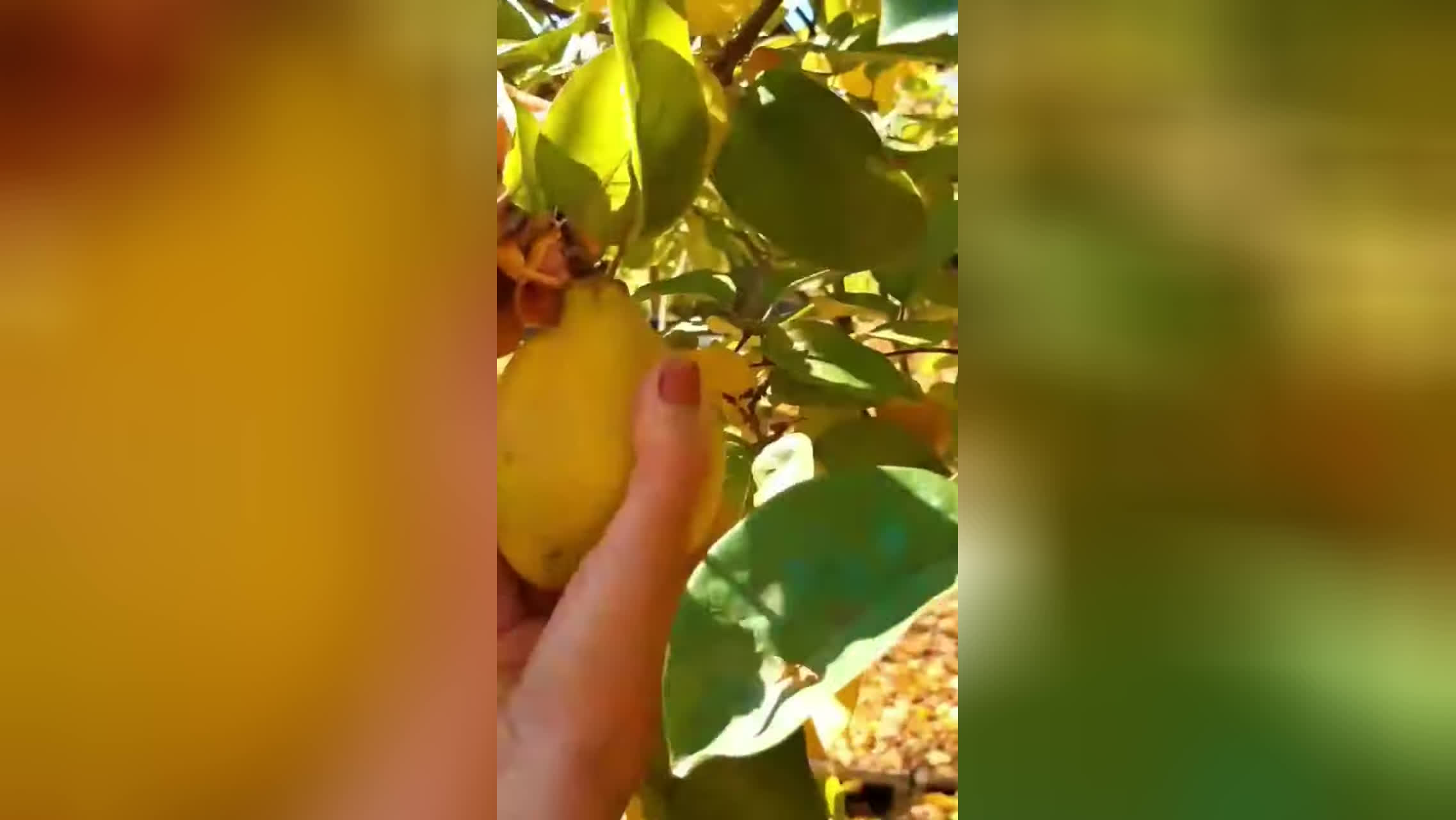 پوستر دسر به شیک و راحت آموزش_آشپزی