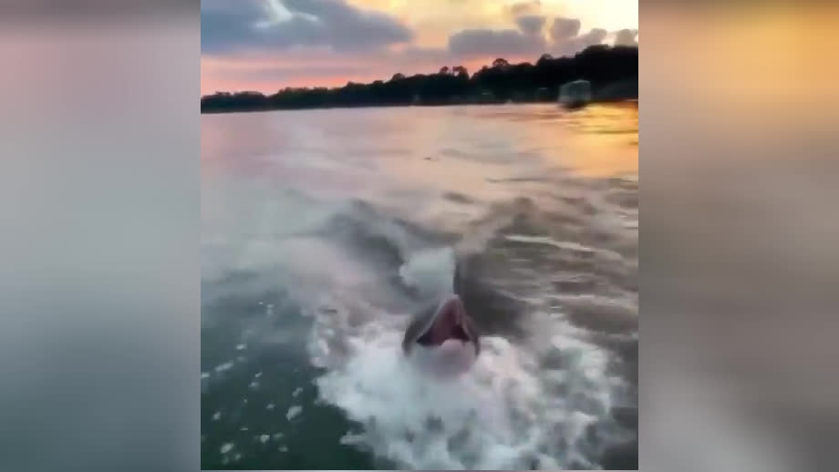 پوستر قدردانی دلفین از ناجی خودش