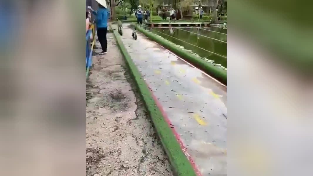 پوستر صحنه زیبایی از میمون های بازی گوش