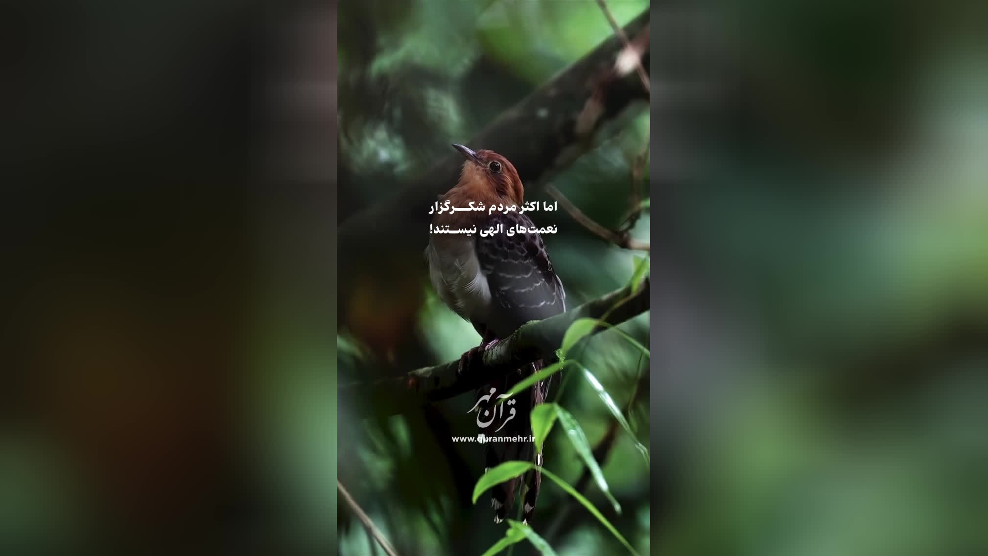 نعمت‌های الهی - سوره غافر آیات 61 - 62 (قرآن مهر)